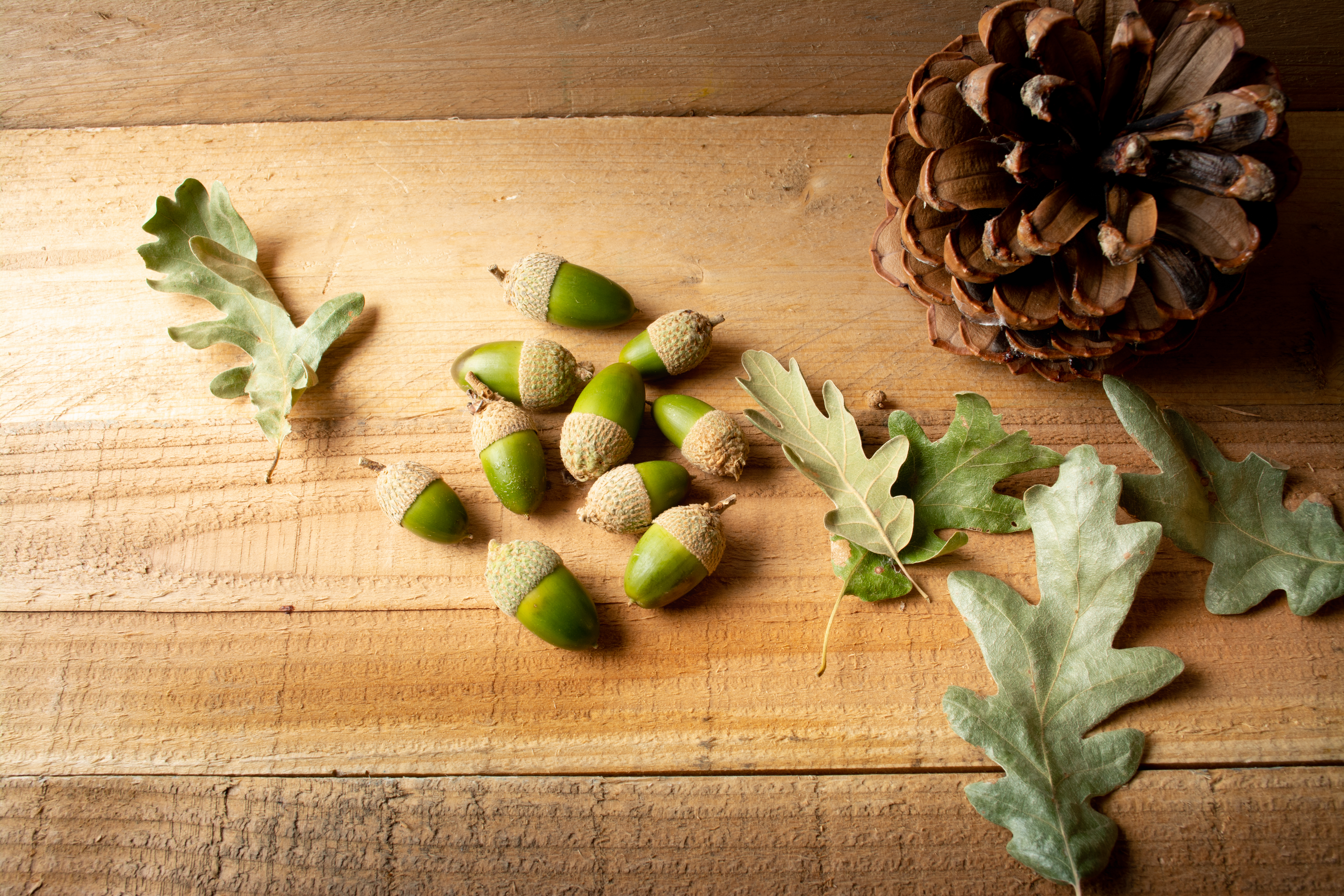 EuroFunghi - Sabores do Bosque